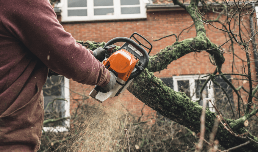 TREE CUTTING